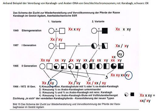 Das Schema der Zucht zur Wiederherstellung und Vervollkommnung der Rasse Karabagh im Gestüt Agdam, Aserbaidschan