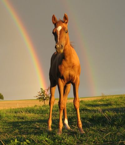 Prämierte Stute Tülay